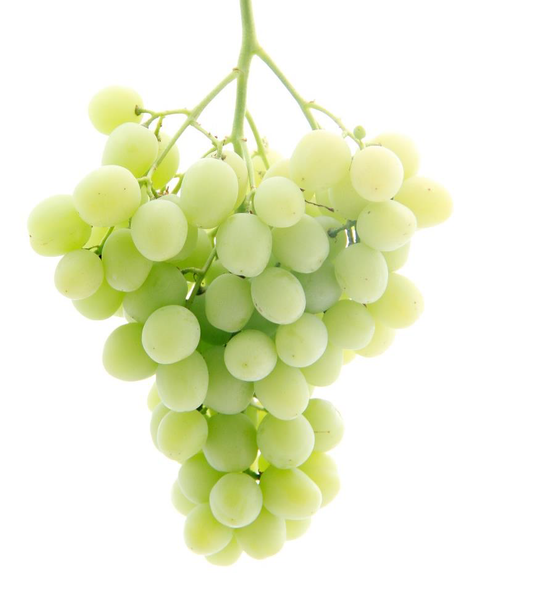 Fresh Great Green Grape from 스페인 supplied by SNFL GROUP - Green 신선 포도