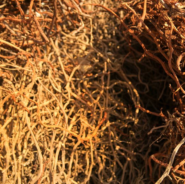 Sarsaparilla Root from 자메이카 supplied by Jamrow Trading and Manufacturing Co. Ltd. - PP Bags 칡