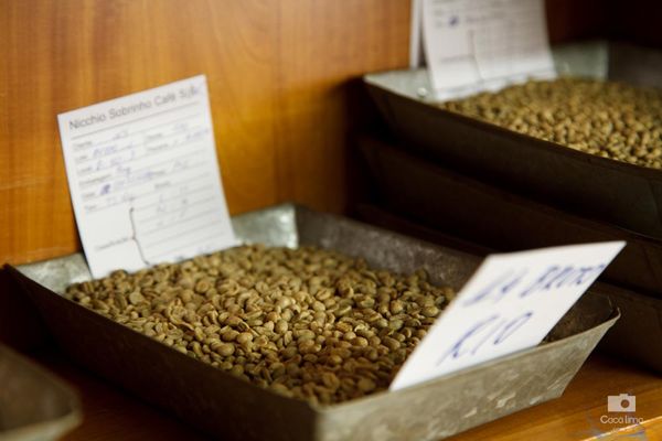 Coffee from 브라질 supplied by Nicchio Sobrinho Café S.A - Yellow 생원두