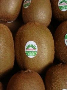 Fresh Kiwifruit from 미국 supplied by Nergeta - Green 신선 키위