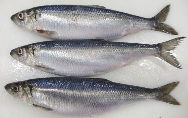 Fresh Herring from 노르웨이 supplied by ALINCO AS - Whole (=In The Round) 청어