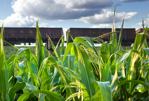 DISTILLERS CORN OIL from United States supplied by Jacob Stern & Sons Inc - Yellow Maize (Corn) Oil