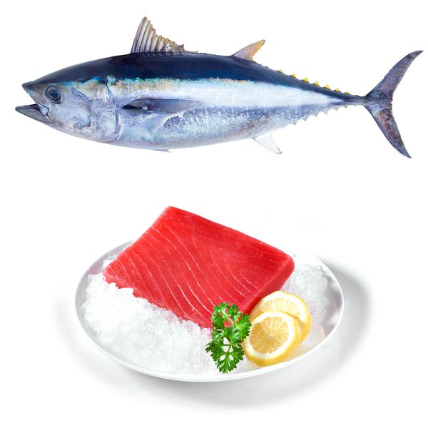 Fresh Frozen Tuna from 미국 supplied by Hilo Fish Co. Inc. - Bluefin group - Bigeye Tuna (=Thunnus obesus) 참치