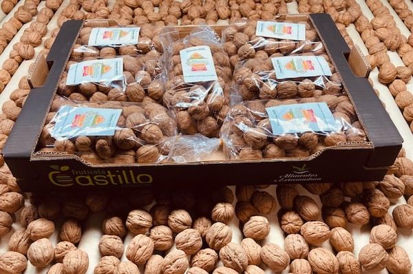 Raw Walnut from 스페인 supplied by Fruticola Castillo - 원물 생호두