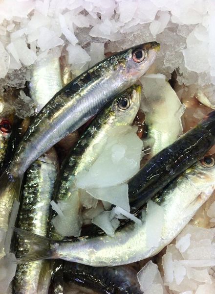 Sardine from Italy supplied by Blu pesca - Whole (=In The Round) Frozen Sardine