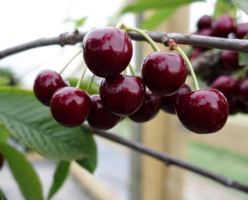 Cherry from 남아프리카공화국 supplied by Klondyke Cherry Farm - Yellow 신선 체리