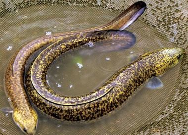 LIVE EEL from Vietnam supplied by Bao Nguyen Food Joint Stock Company - Live Eel