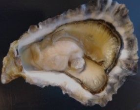 Oyster from United Kingdom supplied by Guernsey Sea Farms - Whole (=In Shell=Unshucked) Fresh Oyster