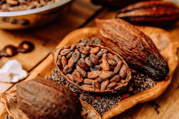 Raw Cocoa from 독일 supplied by HWH Hansetrading GmbH & Co. KG - Raw (=Natural) 코코아콩