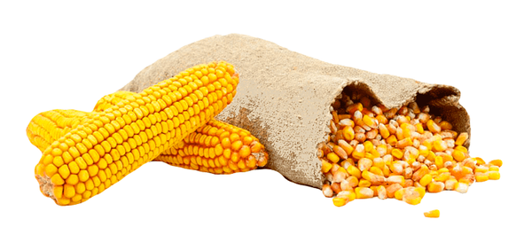 Corn from 체코 supplied by AGROCHEMA - For Feed 옥수수