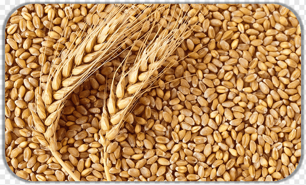 Common Wheat from United States supplied by Enerfo USA, Inc. - Dried Wheat