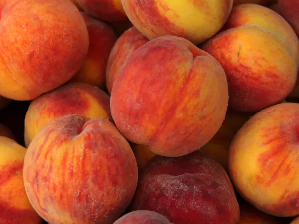 Fresh Peach from 세르비아 supplied by CoolFood d.o.o. - Cardinal 신선 복숭아