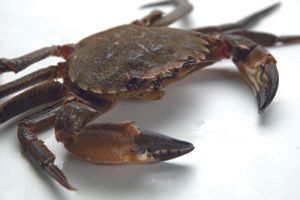 Crab from 영국 supplied by Scot West Seafoods Ltd. - 꽃게 - 벨벳 크랩 냉동 게