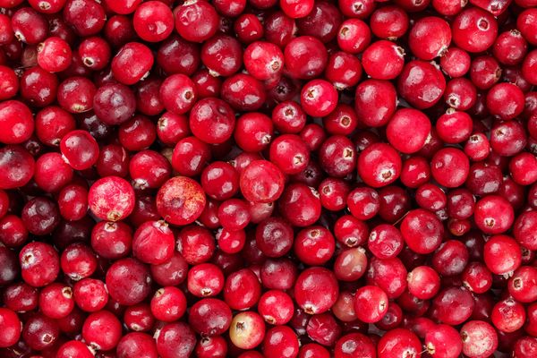 Cranberry from 미국 supplied by Binder International of Boston LLC. - Whole 신선 크랜베리