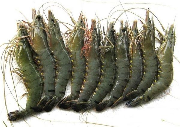Black Tiger Prawn from 말레이시아 supplied by C H Seah Fishery Trading - Shell On (=Unpeeled) 냉동 새우