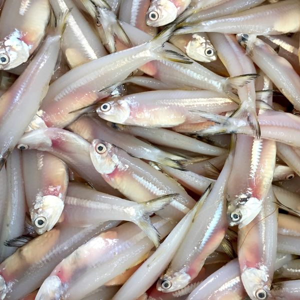 Frozen Keski - River Anchovy from Vietnam supplied by KIM PHAT SEAFOOD IMPORT EXPORT CO., LTD - Tray Frozen Anchovy