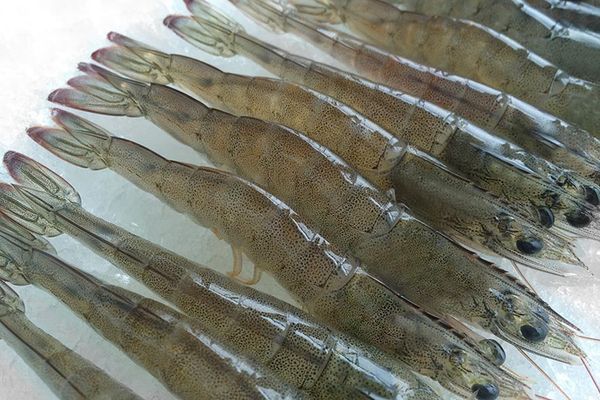Shrimp from 중국 supplied by Fujian Green Food Industry Group - Raw Peeled & Deveined (=RPD) 냉동 새우