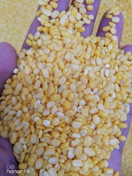 Yellow Split Mung Been from 인도 supplied by Zaloom - Yellow 기타 콩류