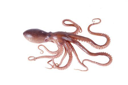 Octopus from United Kingdom supplied by G & J Jack Seafoods Ltd - Whole Frozen Octopus
