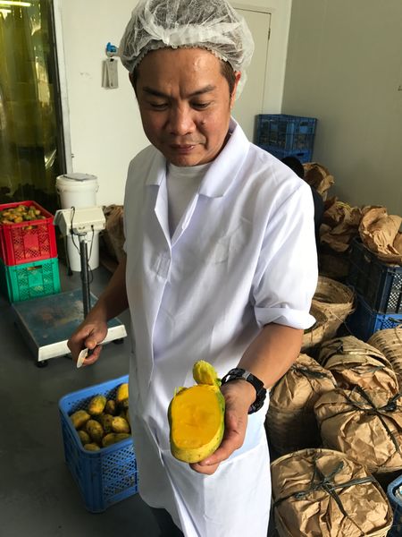 Fruit puree Fil d'Or from Vietnam supplied by Fil d'Or Company - As per customer's request Other Frozen Fruits
