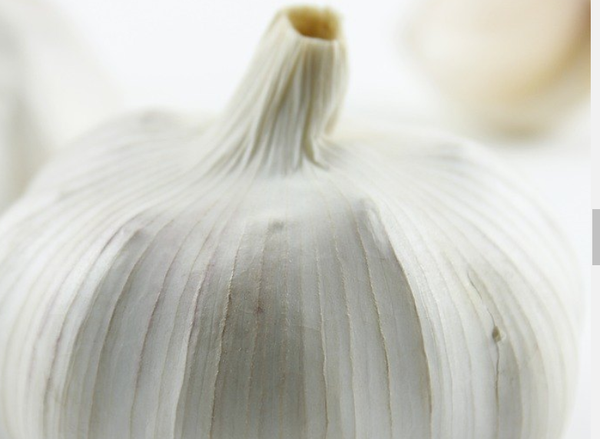 Fresh Garlic from 스페인 supplied by Berpadi World Garlic - 기타 - 흑마늘 신선 마늘
