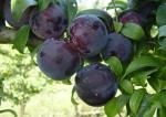 Plum from 남아프리카공화국 supplied by New Vision Fruit - Plum - Southern Belle 신선 자두