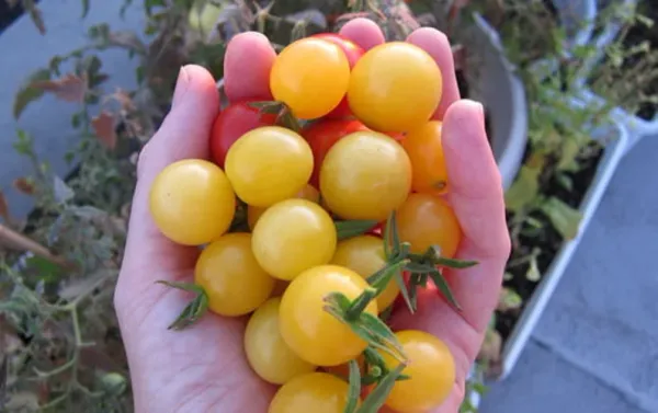 Fresh Lemon Tomato from 프랑스 supplied by LES RUCHERS DU CANAL - Yellow 신선 토마토