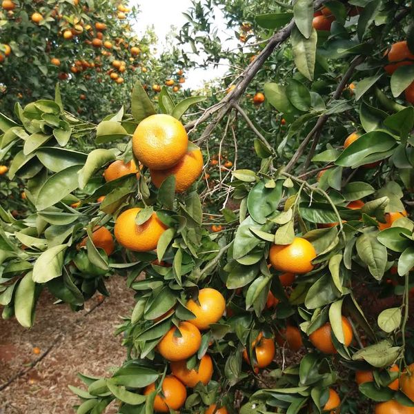 Fresh orange from 포르투갈 supplied by Machado & André, Lda - 주황색 신선 오렌지