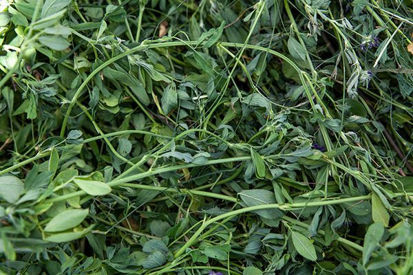 Hay from United States supplied by Hay Boss - Alfalfa Hay Hay