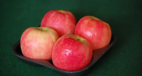 Fresh Whole Apple from 그리스 supplied by TOUNTA, E., VIOLOGIKA AGRACTIMATA, SA - Red Delicious - Starking (=Stark Delicious) 신선 사과