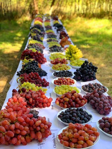 Table grapes from Moldova supplied by SRL "Terra-Vitis" - Natural Fresh Grape