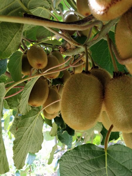 Kiwi from 포르투갈 supplied by Delícias do Tojal - Comercializacão e Transformação de Produtos Agrícolas Lda - 신선 키위