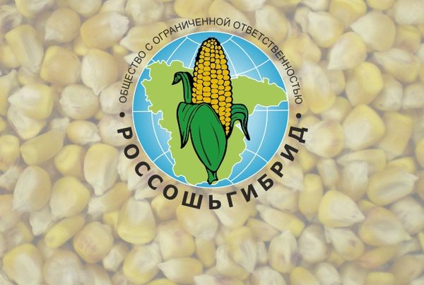 VORONEZH 158 SV from Russia supplied by LLC Rossoshybrid - Yellow Corn Maize (Corn)