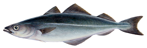 Saithe from Iceland supplied by Stakkavík - Whole (=In The Round) Coalfish