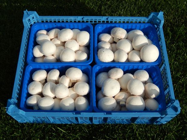 White Mushroom from 폴란드 supplied by Gospodarstwo Produkcja Pieczarek - Grzegorz Probst - 흰색 신선 양송이버섯