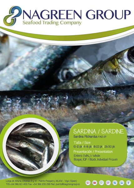 Sardine from 스페인 supplied by Nagreen Group SL - Fresh (=Chilled=Raw) 신선 정어리