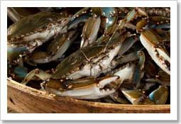 Blue Crab from 미국 supplied by QUALITY SEAFOOD INC - Cooked (Not Frozen) 냉동 게