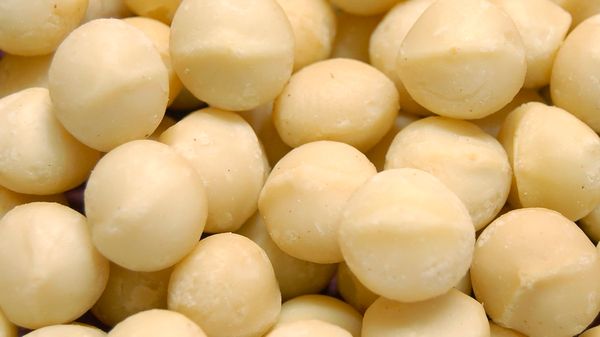 Macadamia Premium Kernel - Style 0 from Kenya supplied by Paem company LTD - Whole Kernel Macadamia Kernel