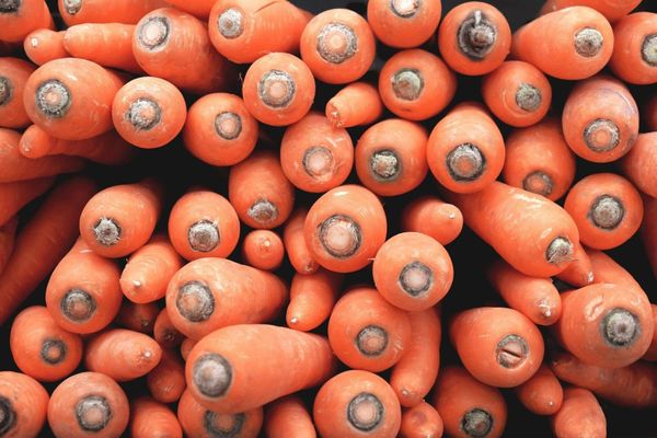 Carrots from 미국 supplied by Collotti & Sons Produce Inc - Orange 신선 당근