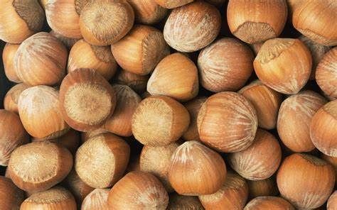 Hazelnut from 스페인 supplied by Frutos Secos Fuster SL - Whole 헤이즐넛 알맹이