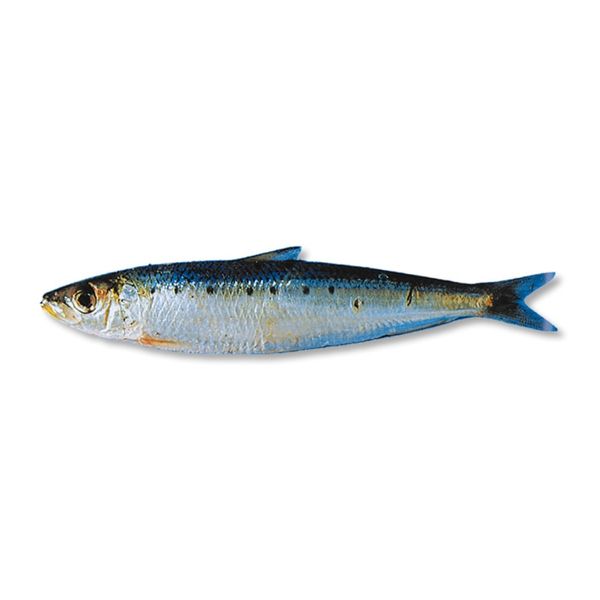 Pilchard Sardine from South Africa supplied by Eyethu Fishing (Pty) Ltd - South African Pilchard (=Sardinops ocellatus) Frozen Sardine