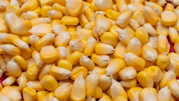 Corn from 인도 supplied by Fauji Exim Pvt. Ltd. - Dried 옥수수