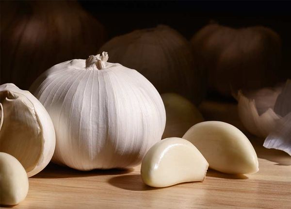 Garlic from Egypt supplied by First choice - Fresh (=Chilled) Fresh Garlic