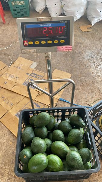 Avocado from Myanmar [Burma] supplied by Thian Thian (Chinland Fruits Center) - Fresh (=Chilled) Fresh Avocado