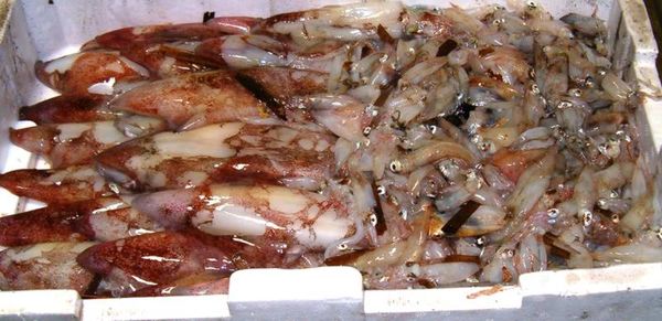 Fresh Squid from Italy supplied by FA.RO. S.R.L. - Whole Frozen Squid