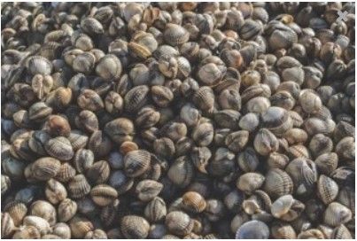 Cockles from 영국 supplied by Selwyn’s Seafoods Ltd - Whole (=In Shell=Unshucked) 냉동 새조개