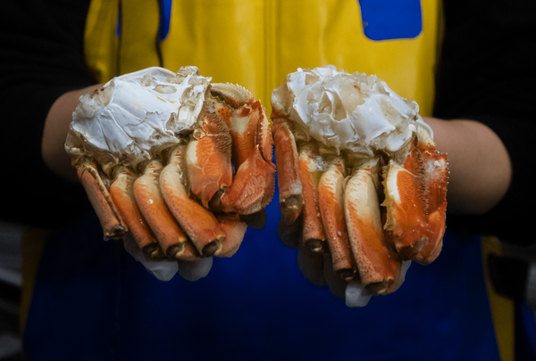 Alaskan Dungeness Crab Clusters Family Box from United States supplied by Coal Point Seafood Co - Fresh (=Chilled=Raw) Fresh Crab