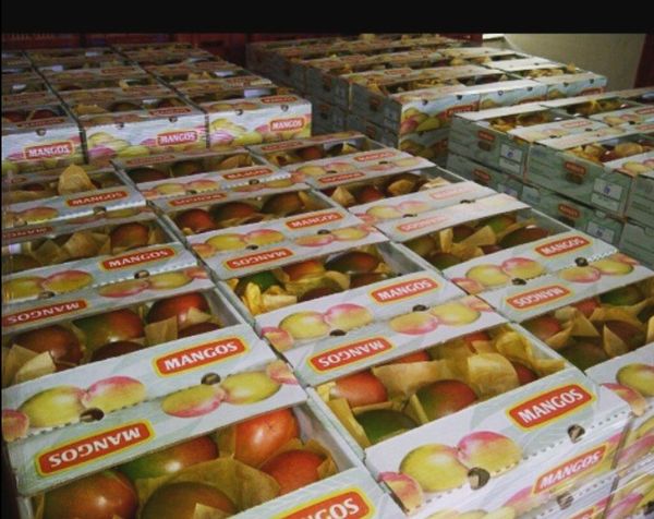 Keitt Mangoes from 도미니카공화국 supplied by Fenix Trading, CxA - Organic 신선 망고