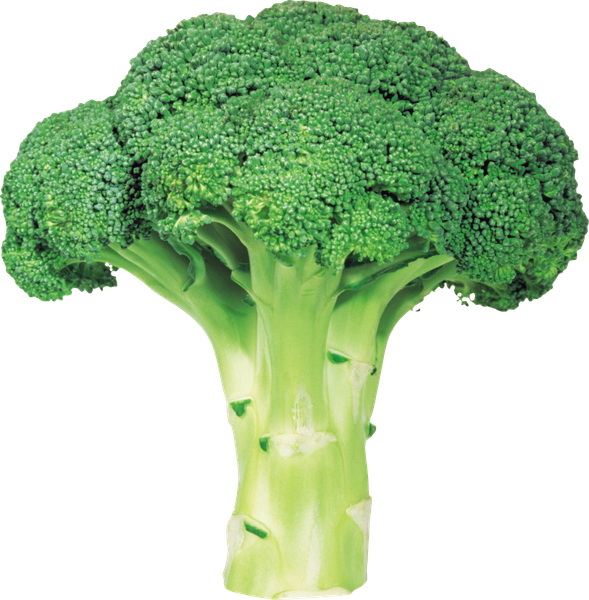 fresh broccoli from 인도 supplied by Dindayal and Sons - Fresh (=Chilled) 신선 브로콜리 꽃