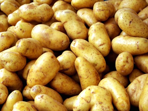 Potatoes from Netherlands supplied by Denimpex - With Skin Fresh Common Potato